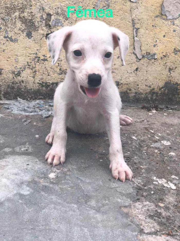 Cachorro raça Misturado idade Abaixo de 2 meses nome Cachorrinho