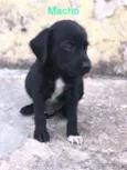 Cachorrinho
