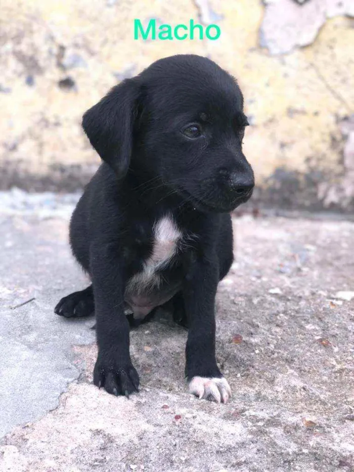 Cachorro raça Misturado idade Abaixo de 2 meses nome Cachorrinho