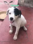 Cachorrinho