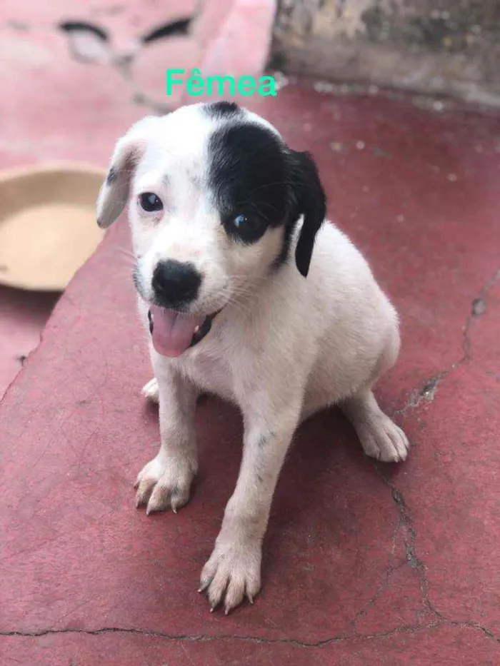 Cachorro raça Misturado idade Abaixo de 2 meses nome Cachorrinho