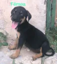 Cachorrinho