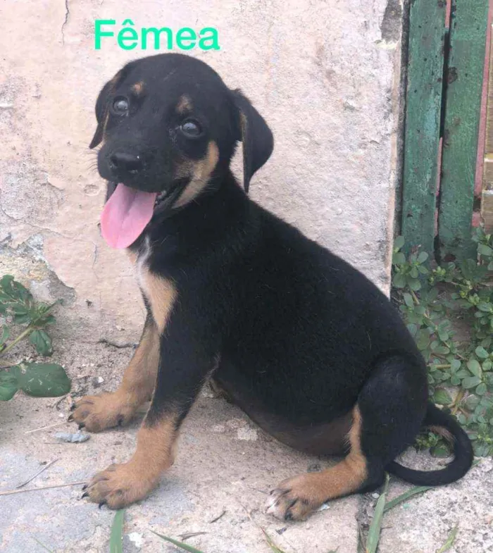Cachorro raça Misturado idade Abaixo de 2 meses nome Cachorrinho