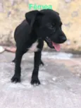 Cachorrinho