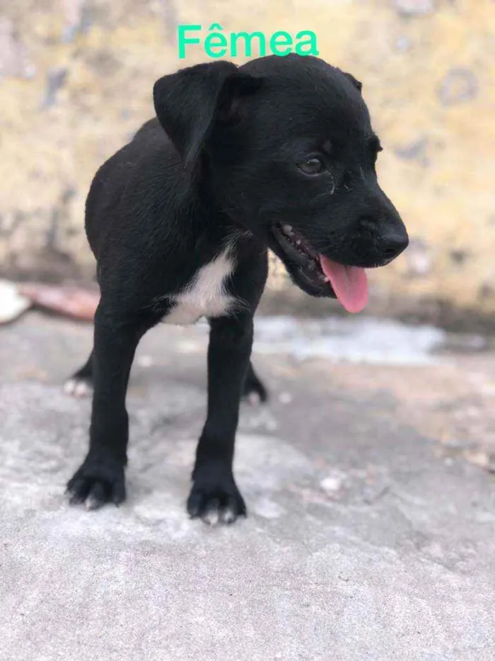 Cachorro raça Misturado idade Abaixo de 2 meses nome Cachorrinho