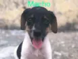 Cachorrinho
