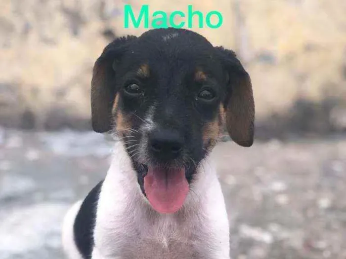 Cachorro raça Misturado idade Abaixo de 2 meses nome Cachorrinho