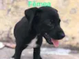 Cachorrinho