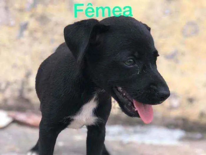 Cachorro raça Misturado idade Abaixo de 2 meses nome Cachorrinho