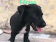 Cachorrinho