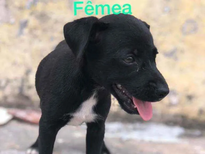 Cachorro raça Misturado idade Abaixo de 2 meses nome Cachorrinho