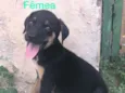 Cachorrinho