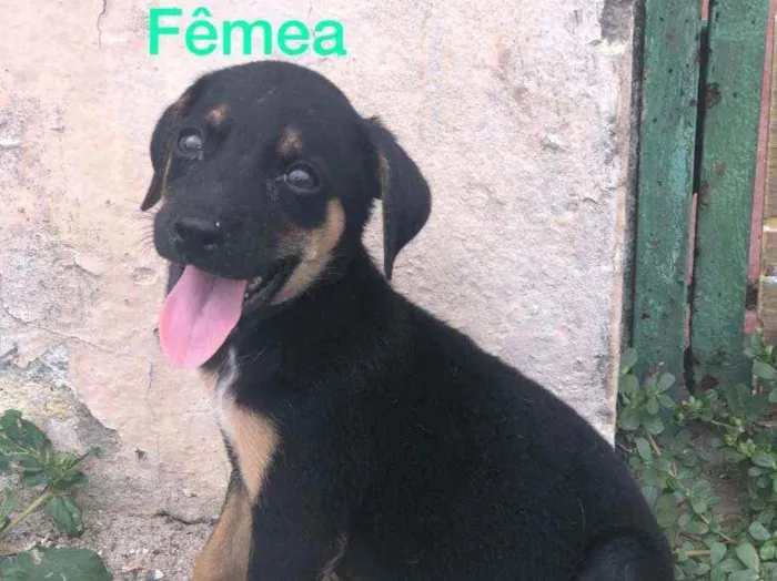 Cachorro raça Misturado idade Abaixo de 2 meses nome Cachorrinho