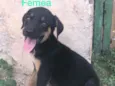 Cachorrinho