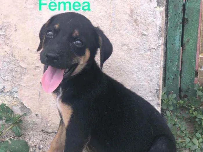 Cachorro raça Misturado idade Abaixo de 2 meses nome Cachorrinho