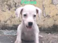 Cachorrinho