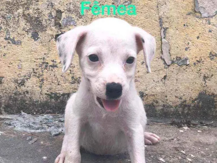 Cachorro raça Misturado idade Abaixo de 2 meses nome Cachorrinho