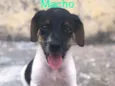 Cachorrinho