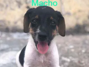 Cachorro raça Misturado idade Abaixo de 2 meses nome Cachorrinho