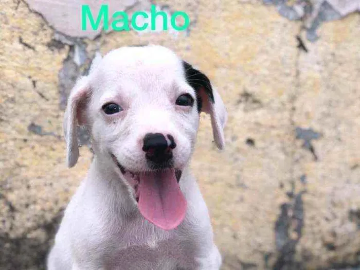 Cachorro raça Misturado idade Abaixo de 2 meses nome Cachorrinho