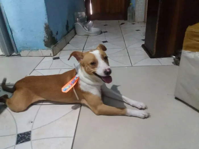 Cachorro raça SRD idade 7 a 11 meses nome BILY