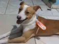 Cachorro raça SRD idade 7 a 11 meses nome BILY