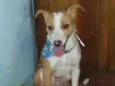 Cachorro raça SRD idade 7 a 11 meses nome BILY