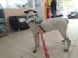 Cachorro raça MESTIÇO PERDIGUEIRO idade 1 ano nome BENJAMIM