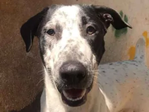Cachorro raça MESTIÇO PERDIGUEIRO idade 1 ano nome BENJAMIM