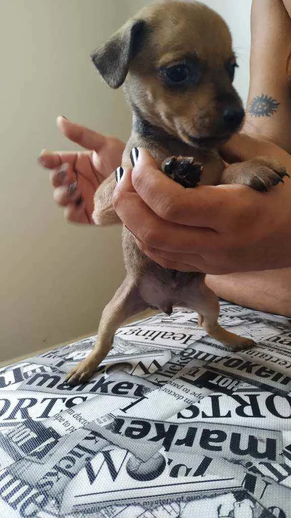Cachorro raça Srd idade Abaixo de 2 meses nome DOAÇAO