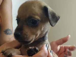 Cachorro raça Srd idade Abaixo de 2 meses nome DOAÇAO