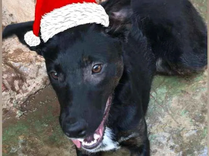 Cachorro raça SRD idade 1 ano nome GLORIA