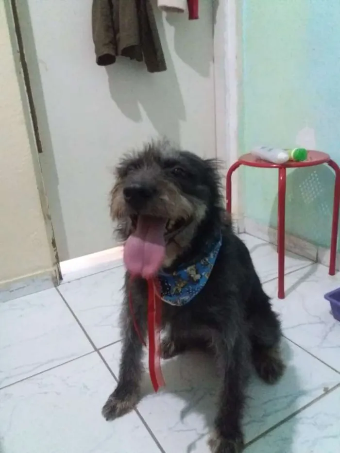Cachorro ra a SRD-ViraLata idade 1 ano nome CACAU