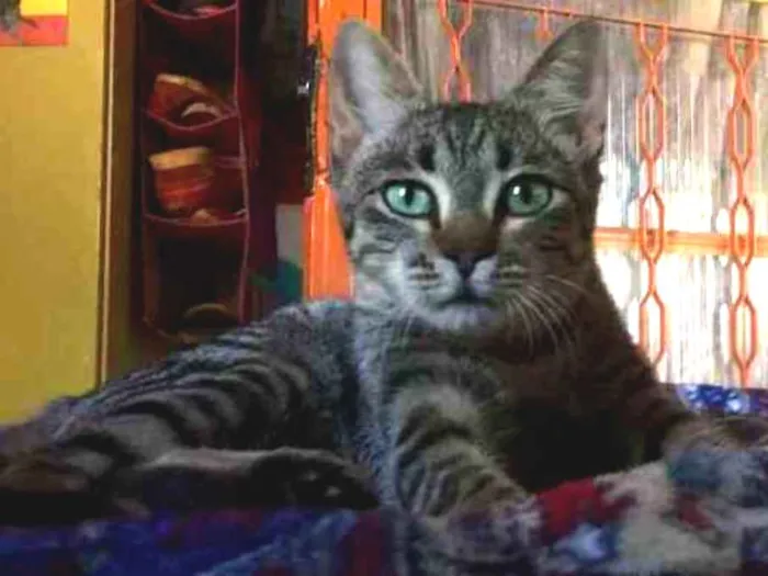 Gato raça  idade 7 a 11 meses nome Molocha