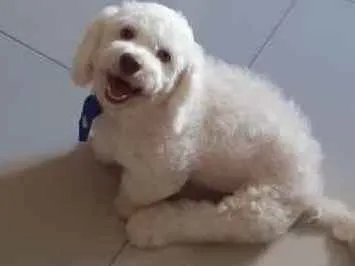 Cachorro ra a Poodle misturado com Lhasa Aps idade 7 a 11 meses nome Bento