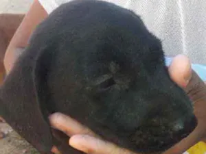 Cachorro raça Viralata idade Abaixo de 2 meses nome Spike,Safira,