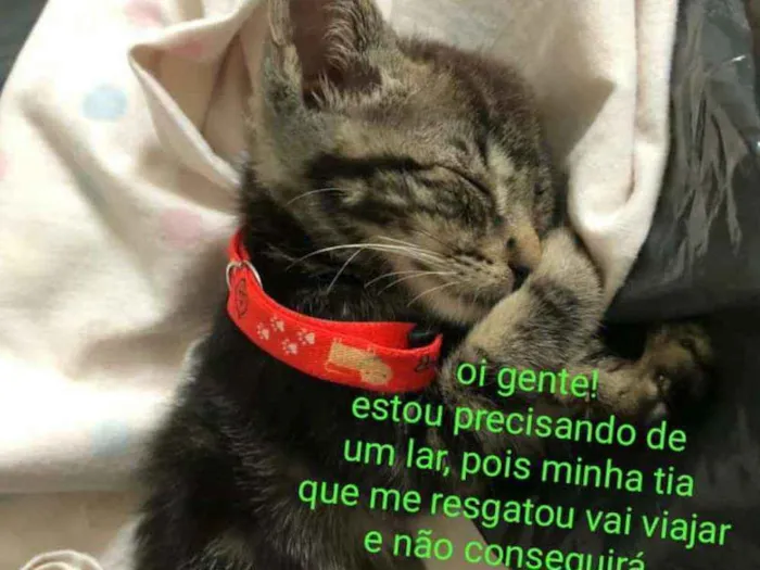 Gato ra a Indefinida idade 2 a 6 meses nome Teo