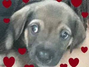 Cachorro raça SRD-ViraLata idade 2 a 6 meses nome Anjo