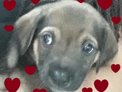 Cachorro ra a SRD-ViraLata idade 2 a 6 meses nome Anjo