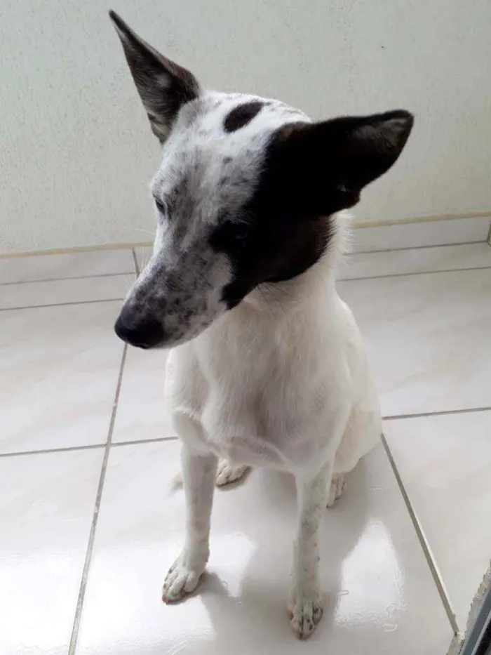 Cachorro ra a Sem raça  idade 2 a 6 meses nome Pipoca