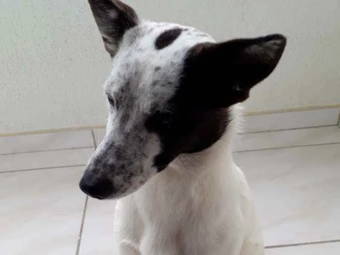 Cachorro ra a Sem raça  idade 2 a 6 meses nome Pipoca