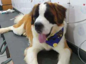 Cachorro raça São Bernardo  idade 1 ano nome Zeus