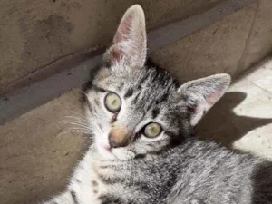Gato raça  idade 2 a 6 meses nome sem nome