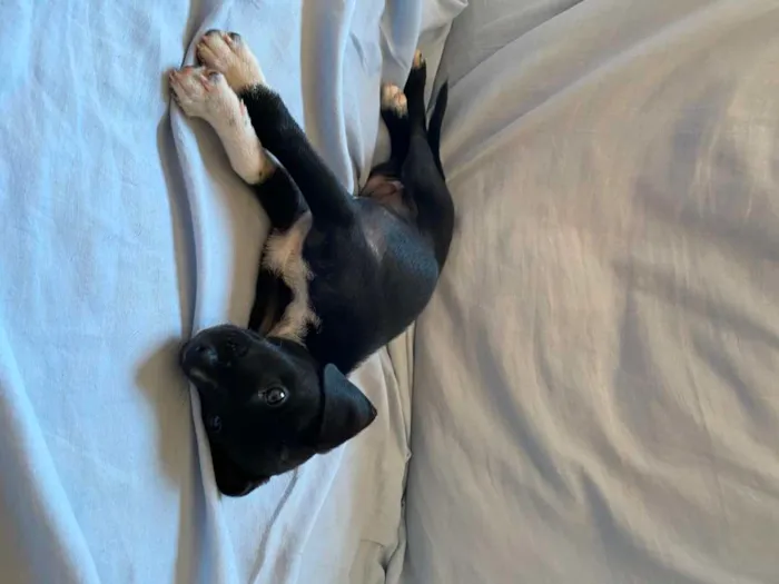 Cachorro raça sem raça definida idade 2 a 6 meses nome Kamala