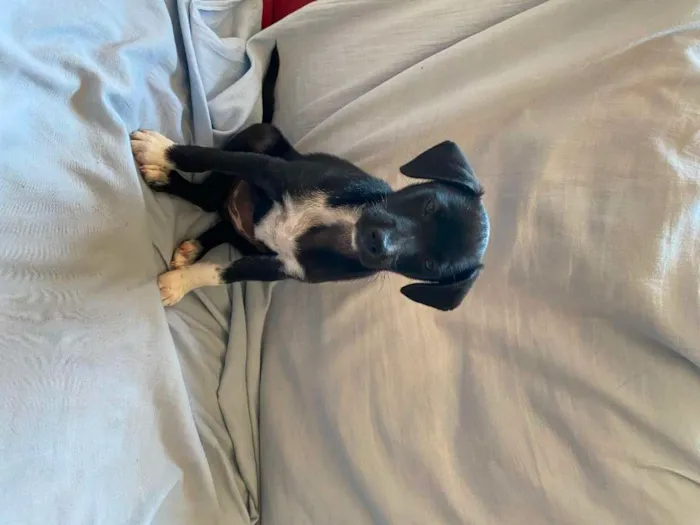 Cachorro raça sem raça definida idade 2 a 6 meses nome Kamala
