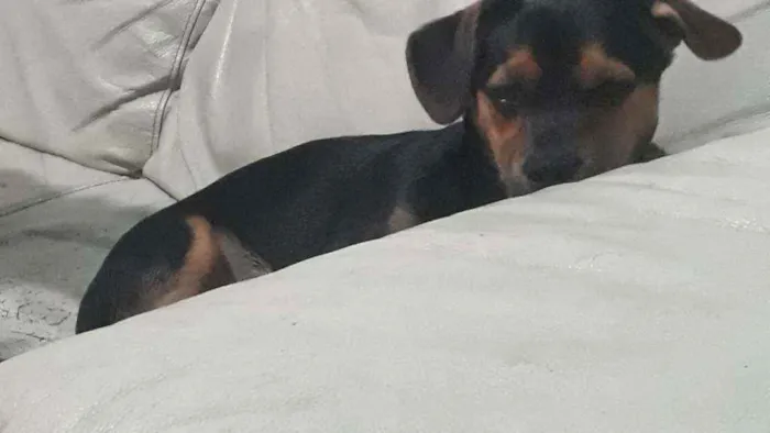 Cachorro ra a Misturado idade 2 a 6 meses nome Ralf