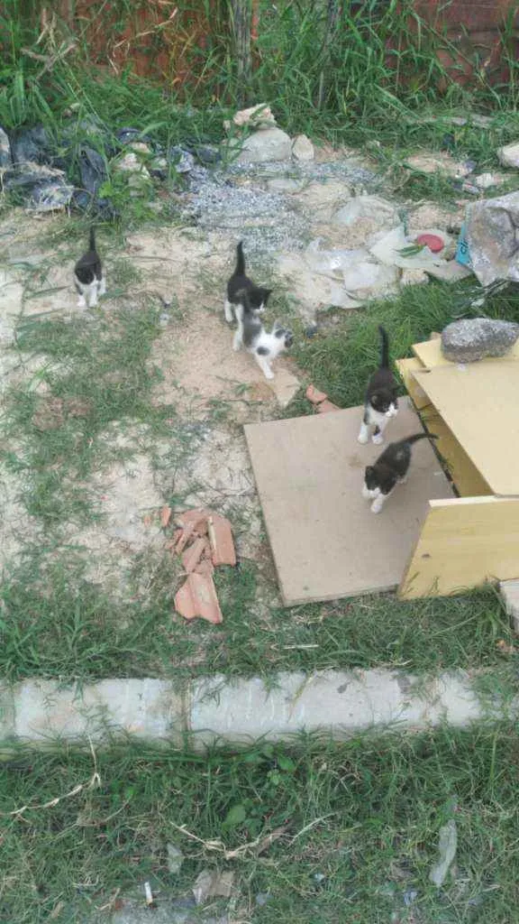 Gato raça Vira lata idade Abaixo de 2 meses nome Gatinho
