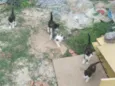 Gatinho