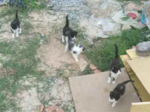 Gato raça Vira lata idade Abaixo de 2 meses nome Gatinho