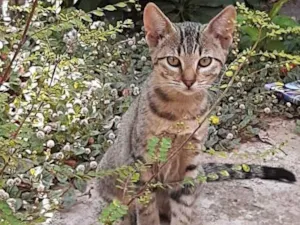 Gato raça Srd idade 2 a 6 meses nome Rajadinha